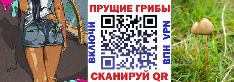 Купить  Дорогобуж  Псилоцибиновые грибы мухоморы 